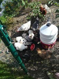 Nach Verfügbar können frische Eier von unseren Hühnern und Wachteln in Freilandhaltung erworben werden